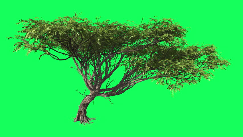 Acacia Chromakey, Tree, Swaying Tree, Branches, Swaying Branches, Green ...