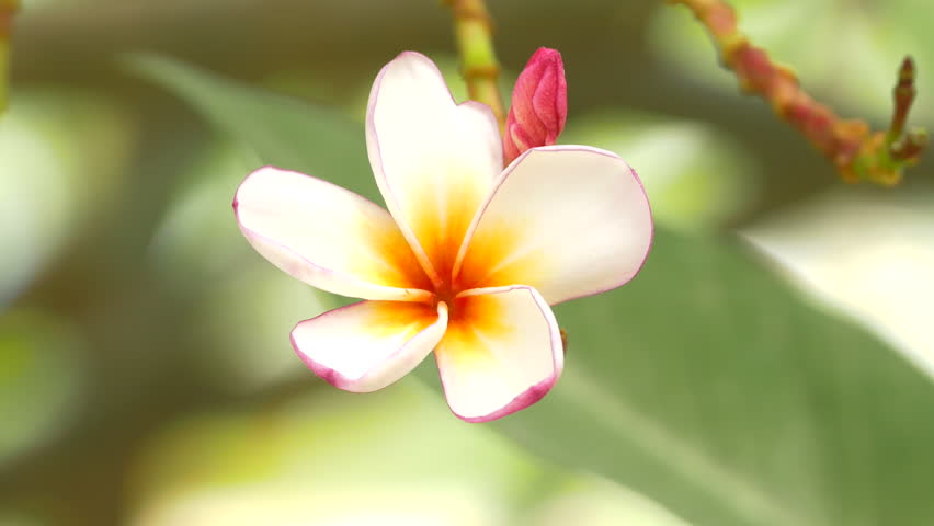 A Bouquet Of Plumeria ( Frangipani ) Flowers On Trees That Specific ...