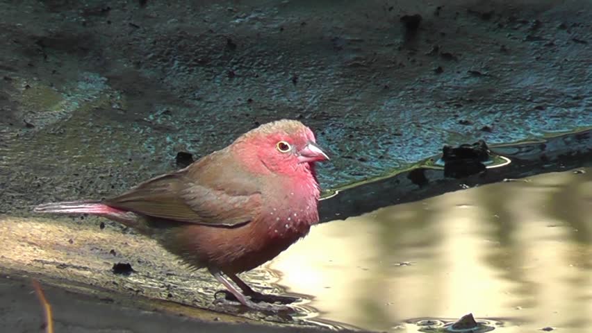 Header of African Firefinch