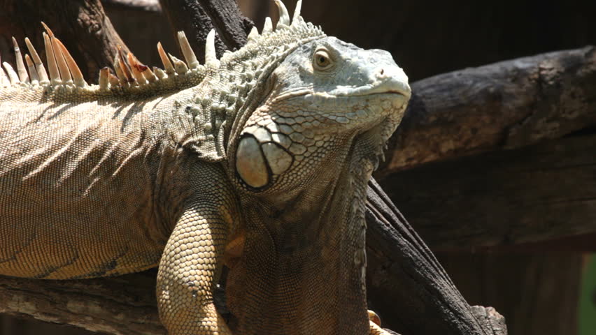 Endangered Bolson Tortoise (Gopherus Flavomarginatus) Yawning In The ...