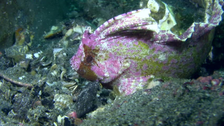 Header of Ablabys macracanthus