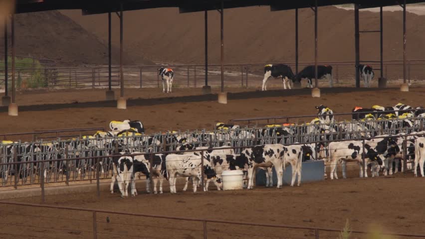 Header of stockyard