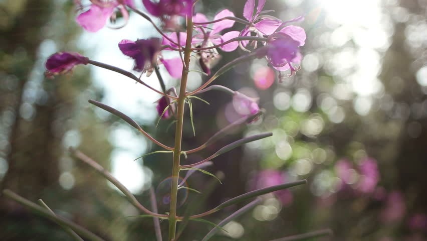 Flower White Background Stock Footage Video | Shutterstock