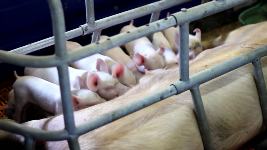 Veterinarian Doctor Examining Pigs At A Pig Farm. Intensive Pig Farming ...