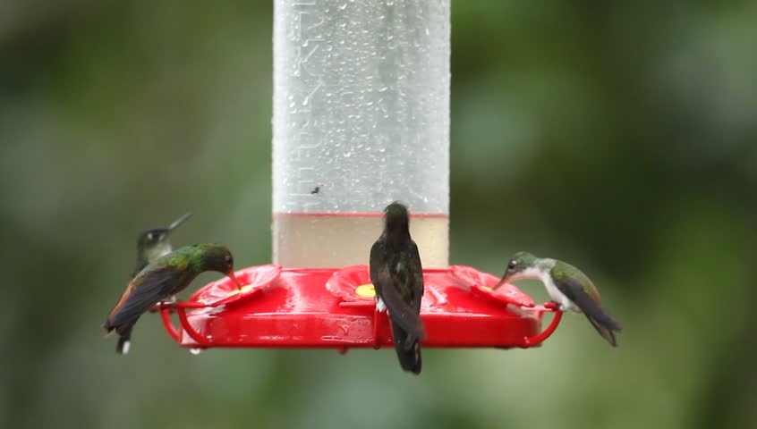 Hummingbirds At The Hummingbird Feeder Stock Footage Video