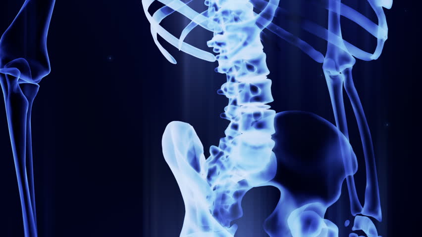 x ray skeleton looping animation 