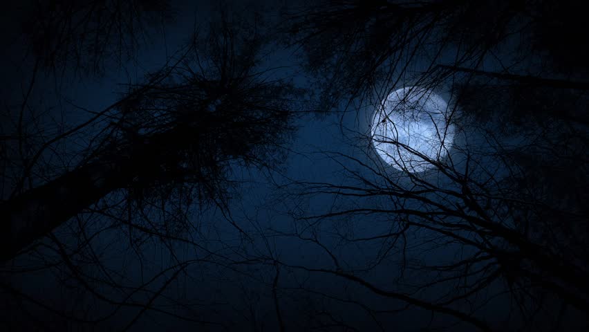 Tree With Moon In Background Stock Footage Video 2065139 | Shutterstock