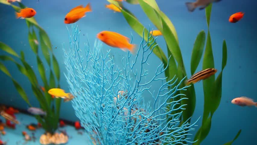 Download 460 Koleksi Background Grass Aquarium Gratis