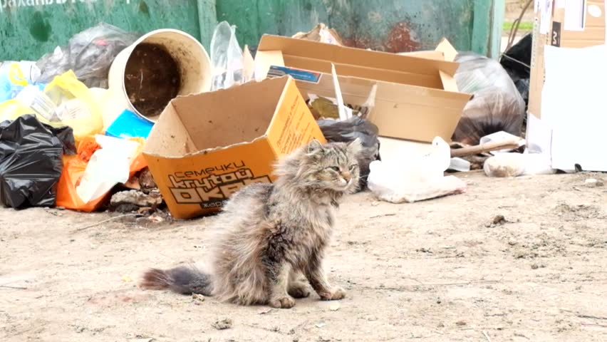 Фото Грязного Кота