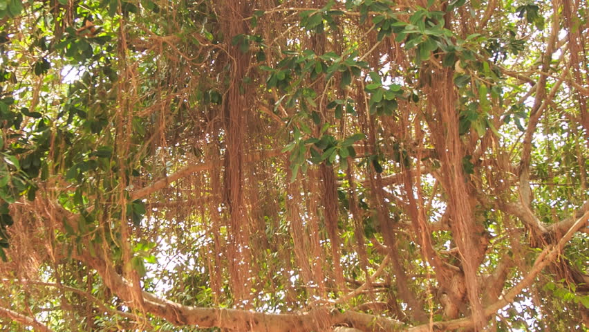 Header of banian