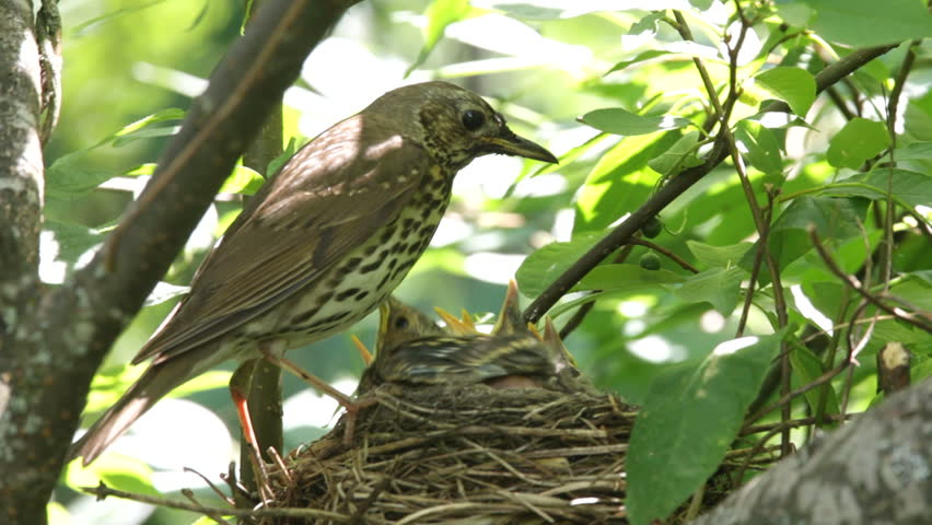 Header of ouzel