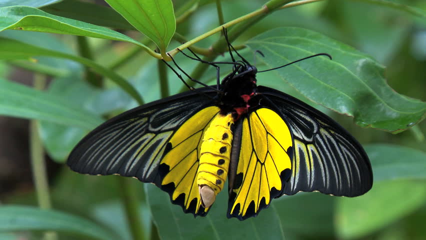 Swallowtail, Papilio - Exotic Butterfly Stock Footage Video 3440837 ...