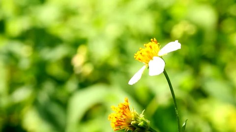 Hoa di chuyển bởi gió: Bức ảnh này truyền tải tình yêu về thiên nhiên và cảm giác đầy sức sống của những bông hoa di chuyển bởi gió. Với màu sắc tươi sáng và đầy nét đẹp, hình ảnh này chắc chắn sẽ thu hút sự chú ý của bạn. Hãy cùng chúng tôi tận hưởng vẻ đẹp của hoa và những điều tuyệt vời mà thiên nhiên dành tặng.