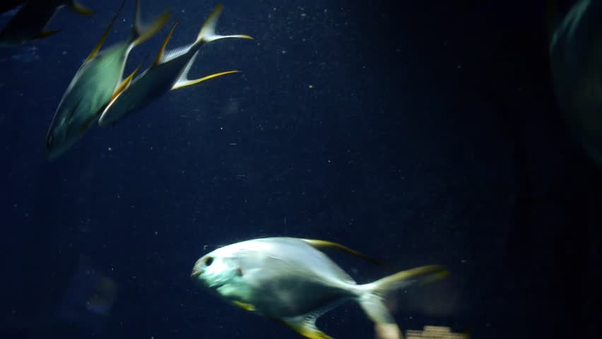 Header of Pomfret