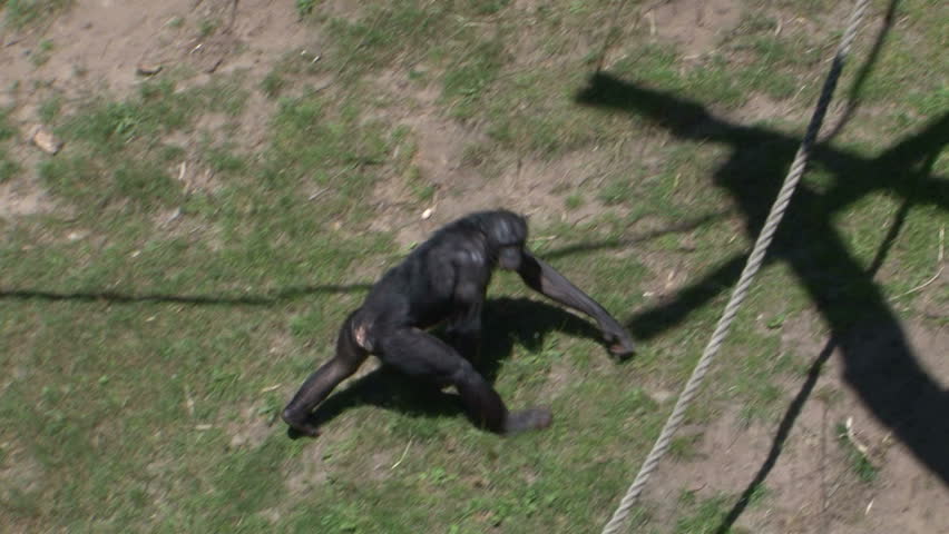 A chimp can climb