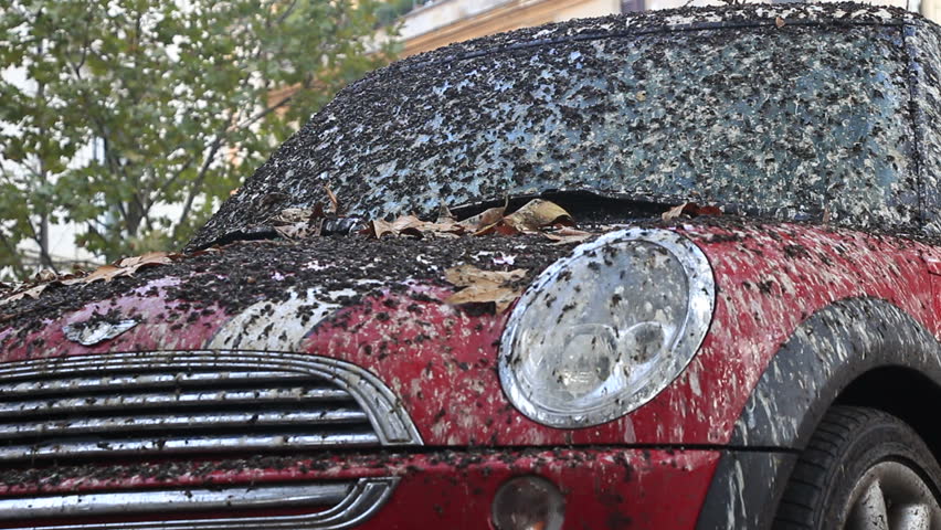 Car Covered With Bird Poop Car Covered With Bird Poop