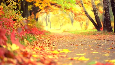 Autumn Park Background Fall Beautiful Nature Stock Footage Video (100%  Royalty-free) 13442093 | Shutterstock