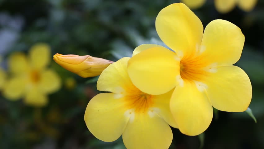 Small Yellow Flowers Moving With The Wind Stock Footage Video Golden Trumpet Flower Allamanda Cathartica Hd Stock Footage Clip