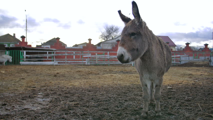 Donkey Show Tijuana