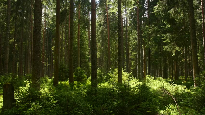 Лес футаж. Футаж леса. Форест Проджект. Видео футаж леса.