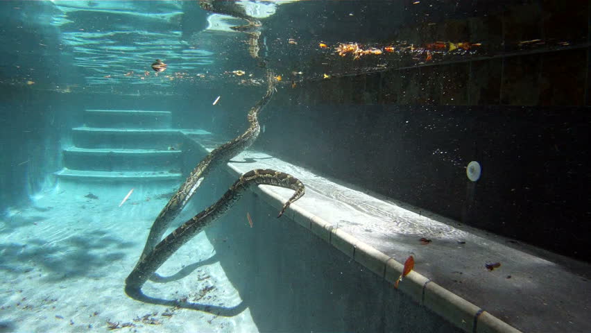 Python in Pool Stock Footage Video (100% Royalty-free) 1375063 ...