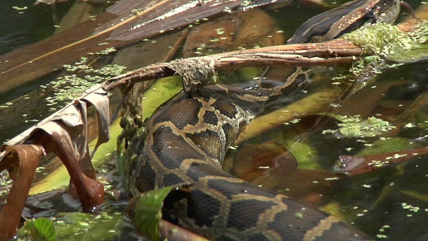 Burmese Python image - Free stock photo - Public Domain photo - CC0 Images