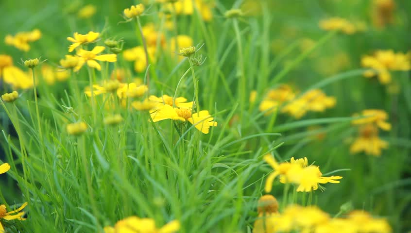 Close Up Blooming Celandine Yellow Flowers Of Wild Rudbeckia Flower Hd Stock Footage Clip