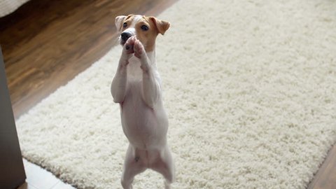 cute puppy Jack Russell Terrier, very fun stands up on his hind legs and smiling, slow motion