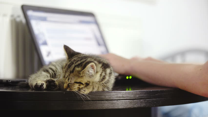 Cat Sleep Beside A Pc Stock Footage Video 100 Royalty