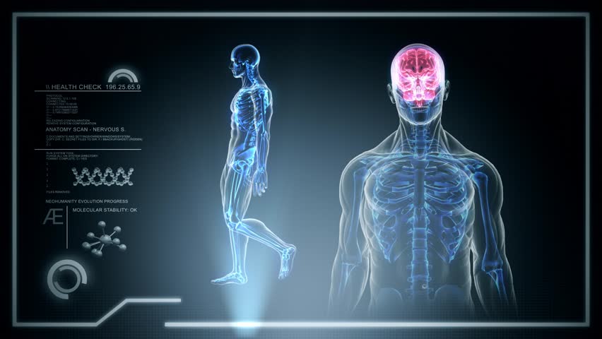 Human Nervous System Anatomy Full Stock Footage Video (100% Royalty