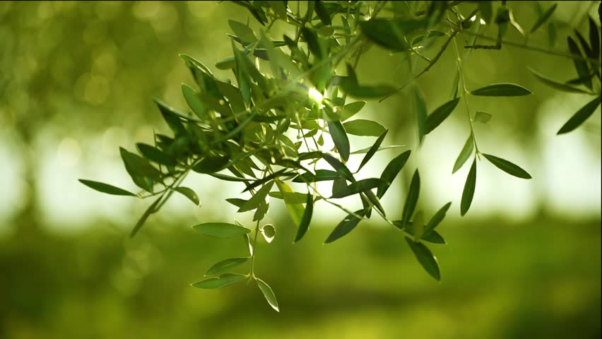 Olive Green Tree Growing In The Garden Natural Sunny Background Olive Green Tree Leaves Growing In The Garden Natural Sunny Background Hd 1080
