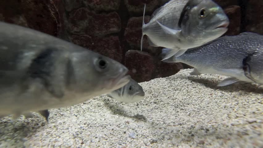 Header of bream