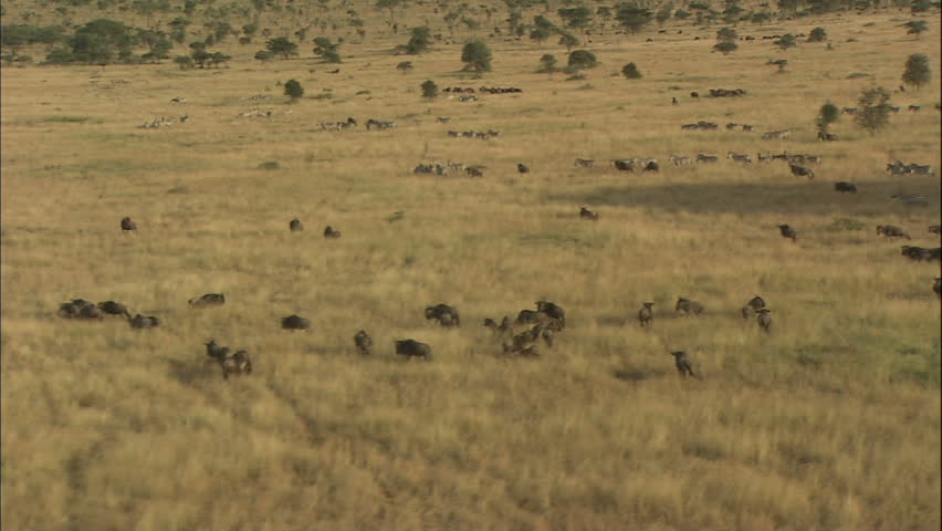 Aerial Shots Over The Savannah Plains Of Africa. Stock Footage Video ...
