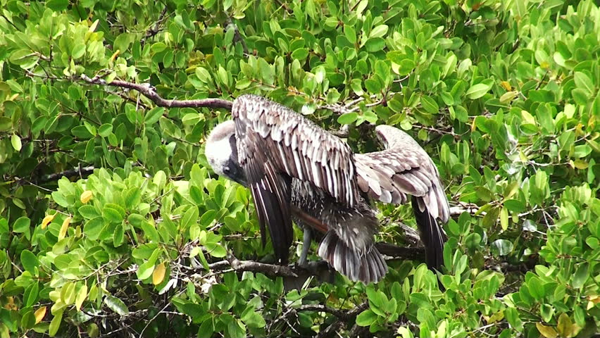 wild republic pelican