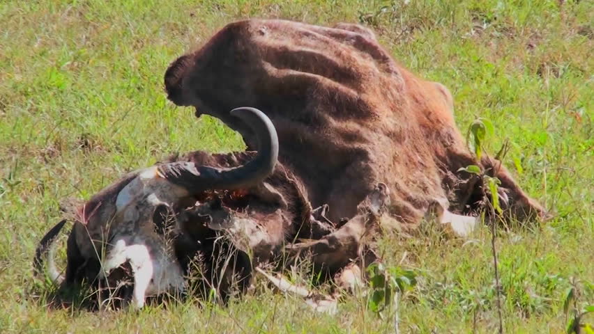 Header of carcass