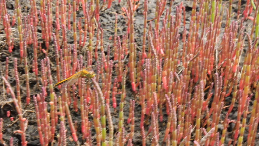 Header of saltwort