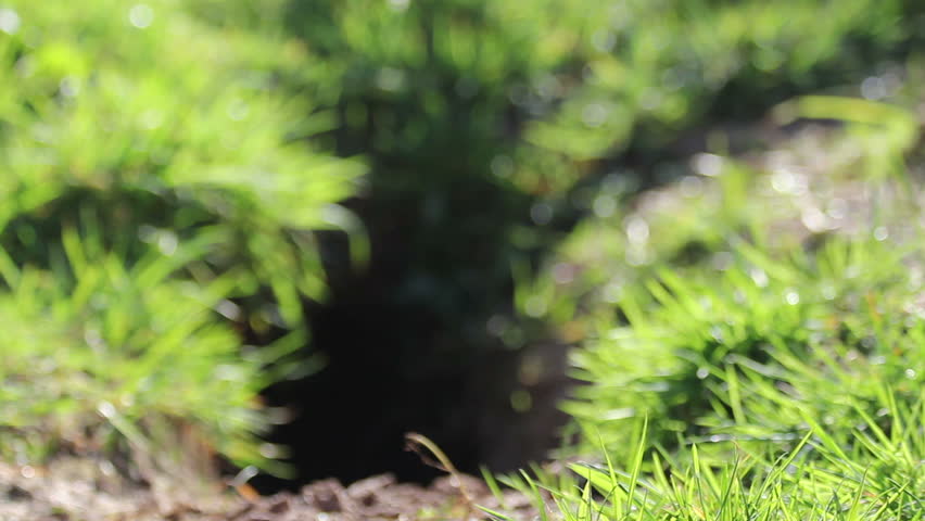 Header of sett