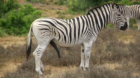 Size zebra penis Male Genitalia: