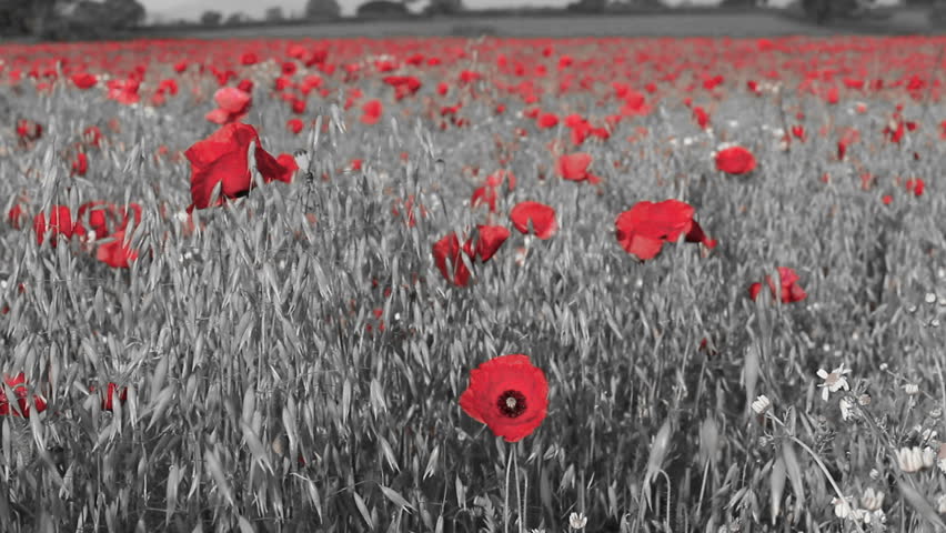 Red Isolated Poppies in a Stock Footage Video (100%  