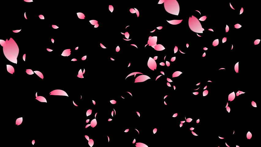 Cherry Blossoms On Black Background. Loop Able 3DCG Render Animation ...