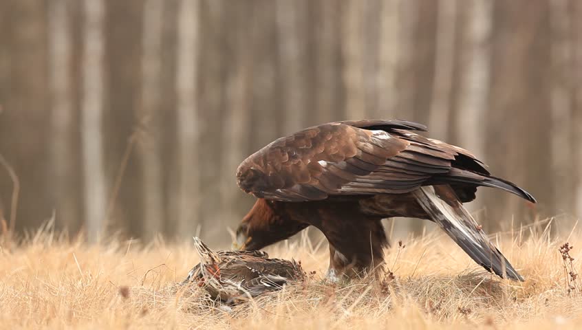 Golden Eagle Feeding On Kill Stock Footage Video 100 Royalty Free 15589873 Shutterstock