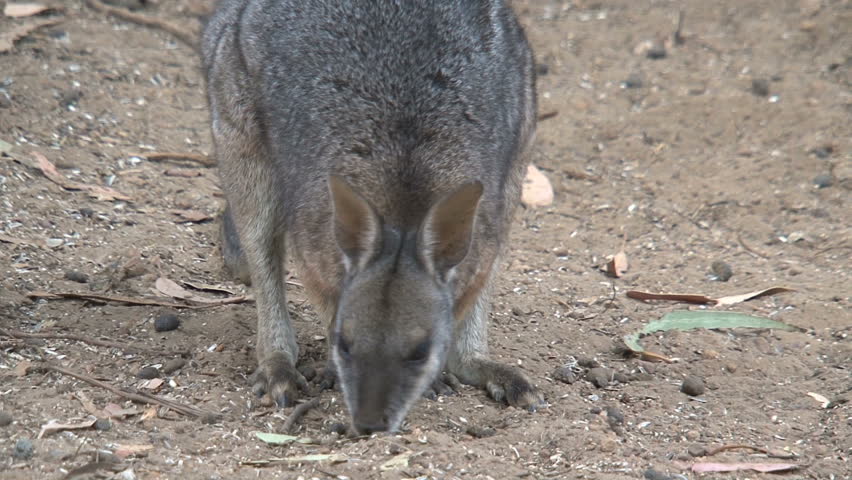 Wallaby Eating Stock Footage Video 100 Royalty Free 1559053 Shutterstock