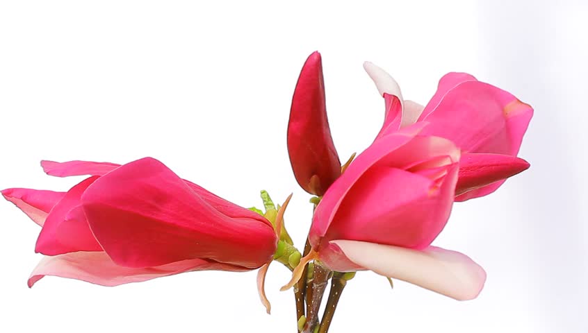 Header of Magnolia
