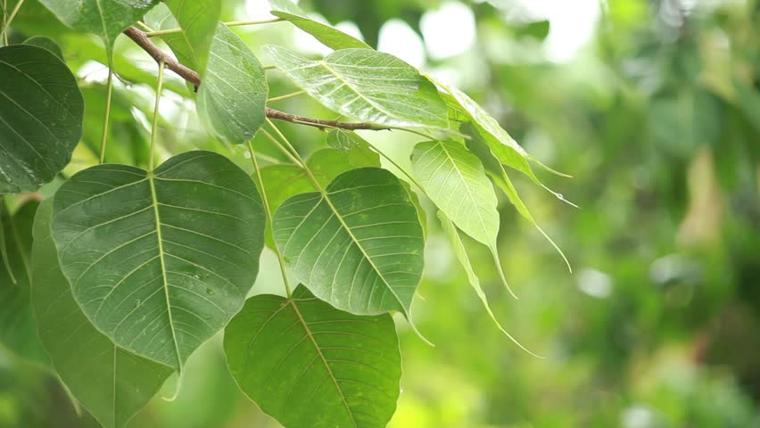  Green  Bodhi Leaf  On Tree Stock Footage Video 100 Royalty 