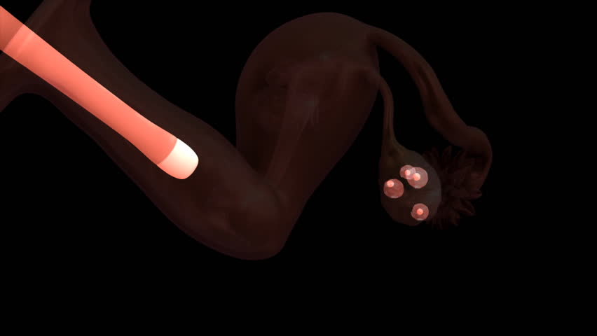 Header of follicle