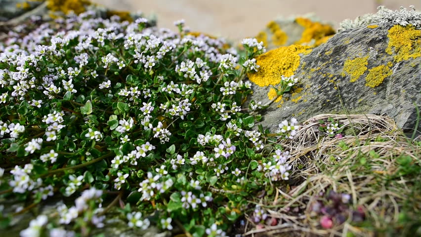 Header of sandwort