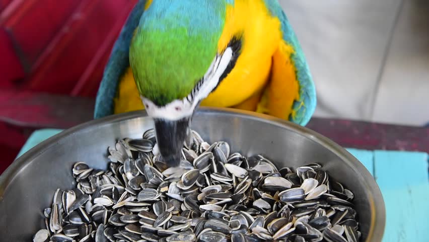 parrot eating seeds