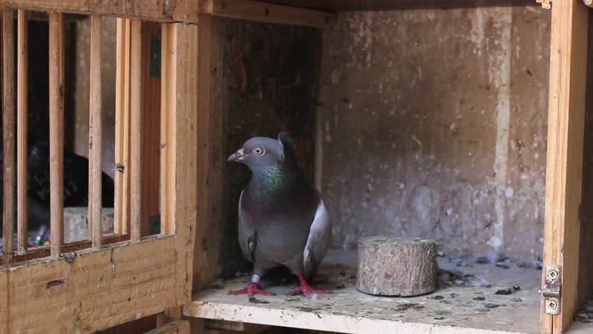 Pigeon In Nest Box Funny Stock Footage Video 100 Royalty Free 16142203 Shutterstock