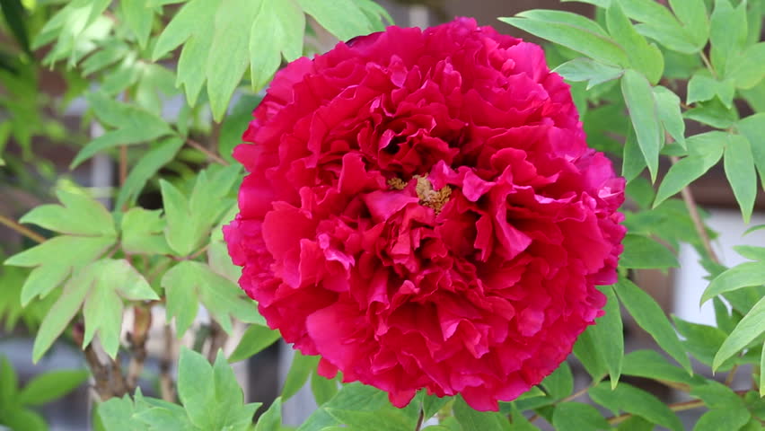 Red Peony Flower (paeonia Suffruticosa) Stock Footage Video (100% ...