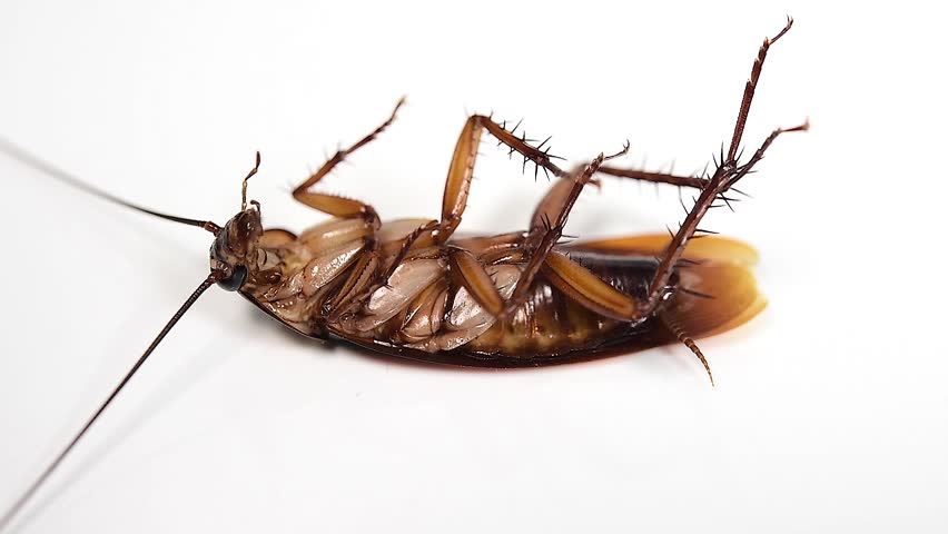 roach cockroach fumigation fumigated sprayed